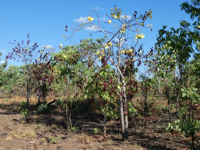 Cochlospermum fraseri