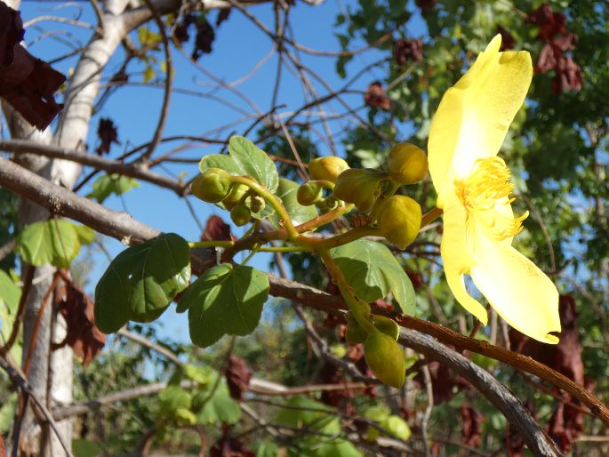 Cochlospermum fraseri