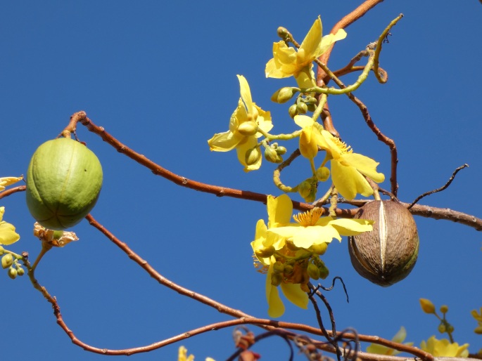 Cochlospermum fraseri