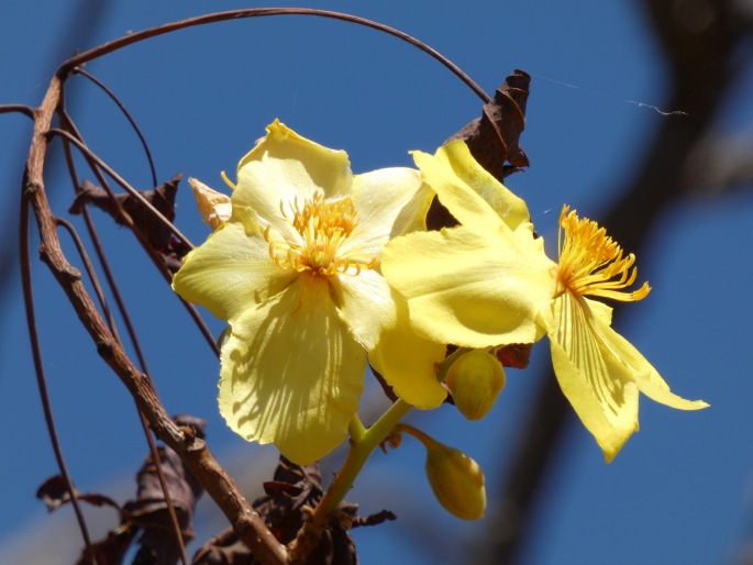 Cochlospermum fraseri