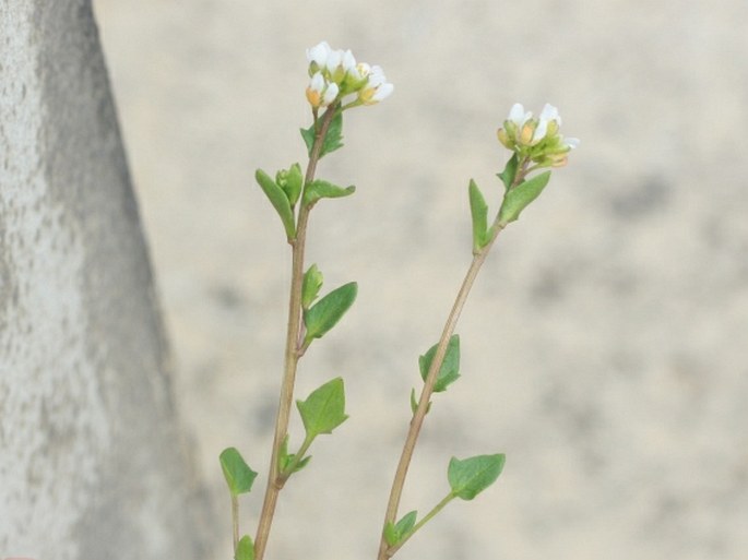 Cochlearia danica