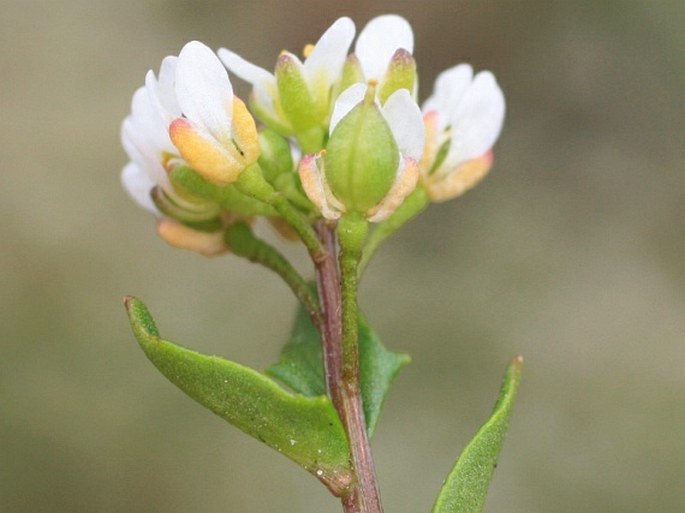 Cochlearia danica