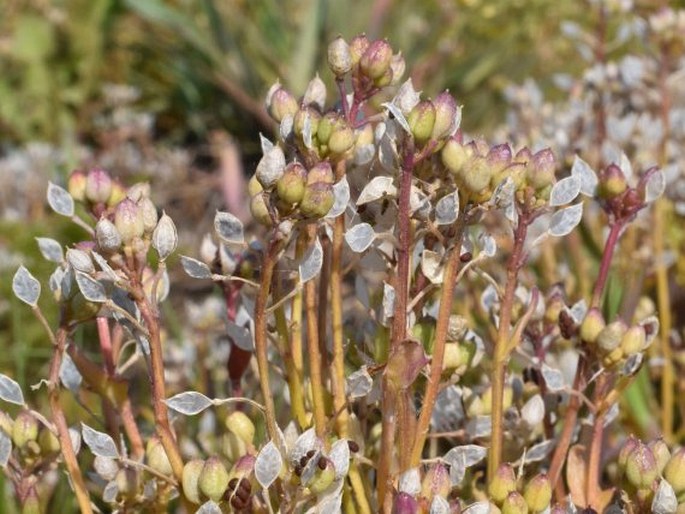 Cochlearia danica