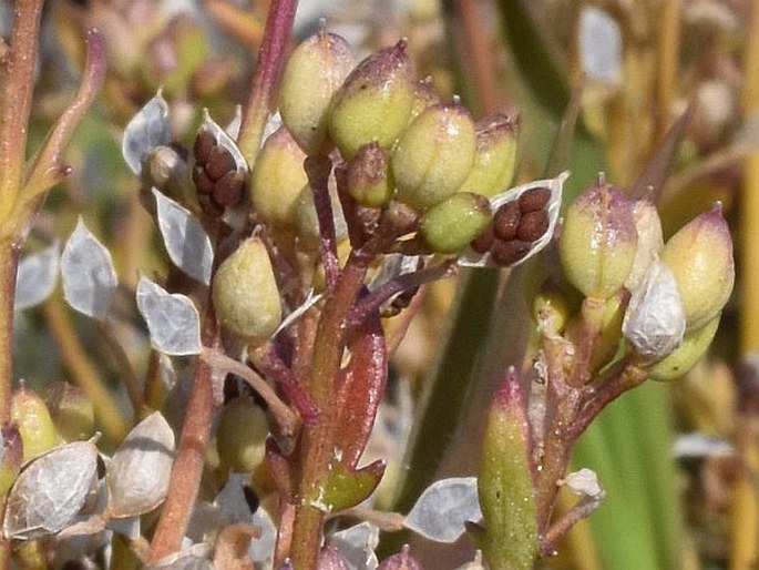 Cochlearia danica