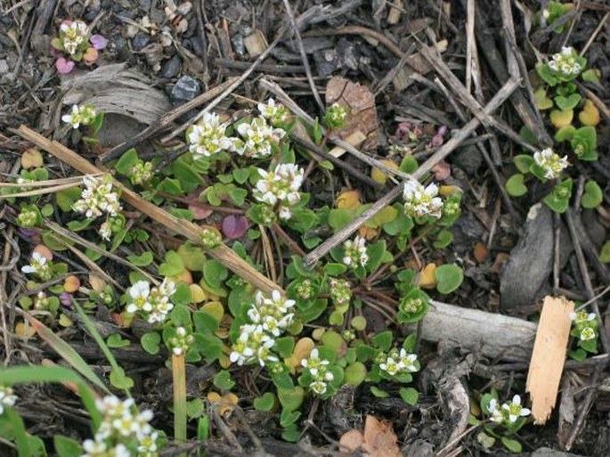 Cochlearia danica