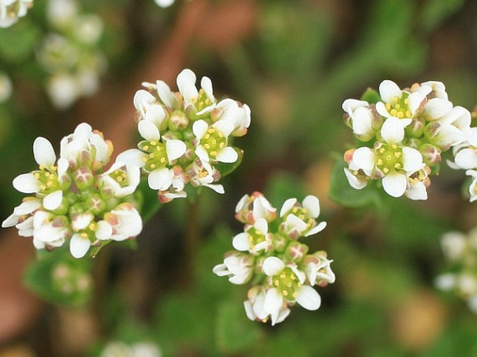 Cochlearia danica