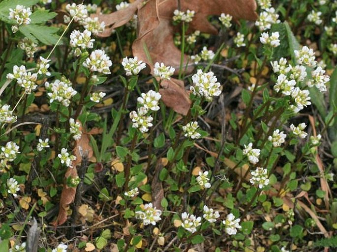 Cochlearia danica