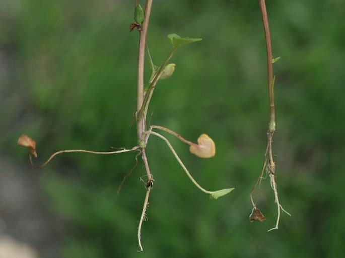 Cochlearia danica