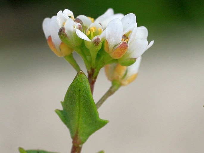 Cochlearia danica