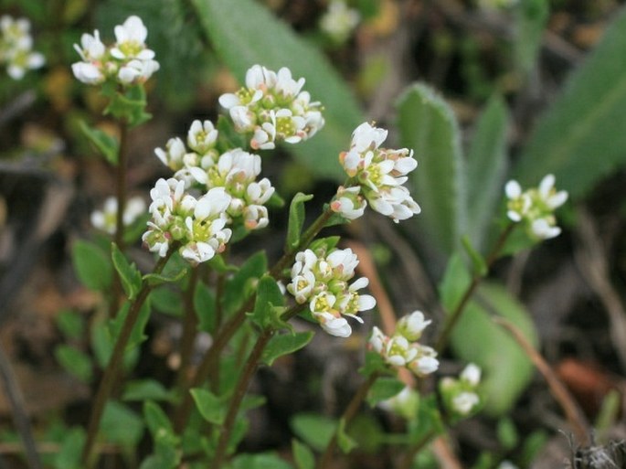 COCHLEARIA DANICA L. – lžičník dánský / lyžičník