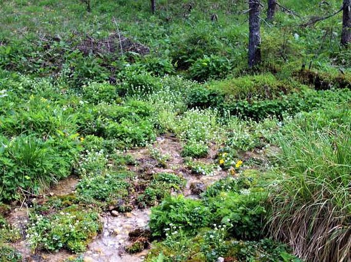 Cochlearia officinalis