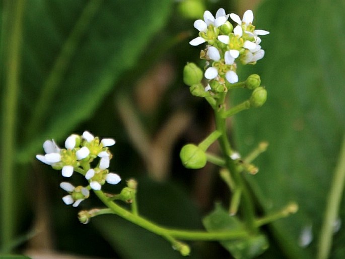 Cochlearia officinalis