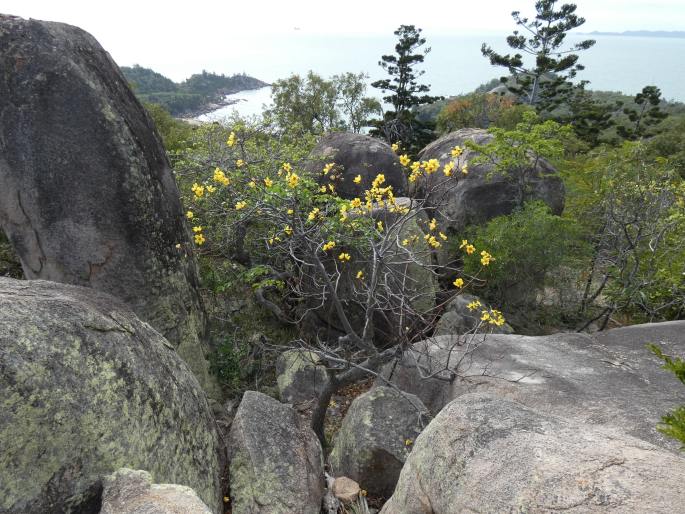 Cochlospermum gillivraei