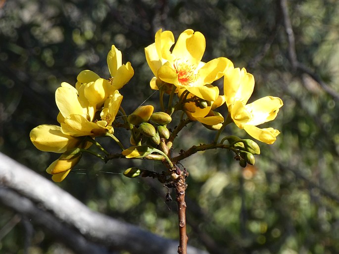 Cochlospermum gillivraei