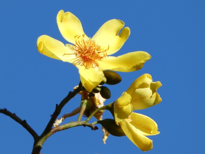 Cochlospermum gillivraei