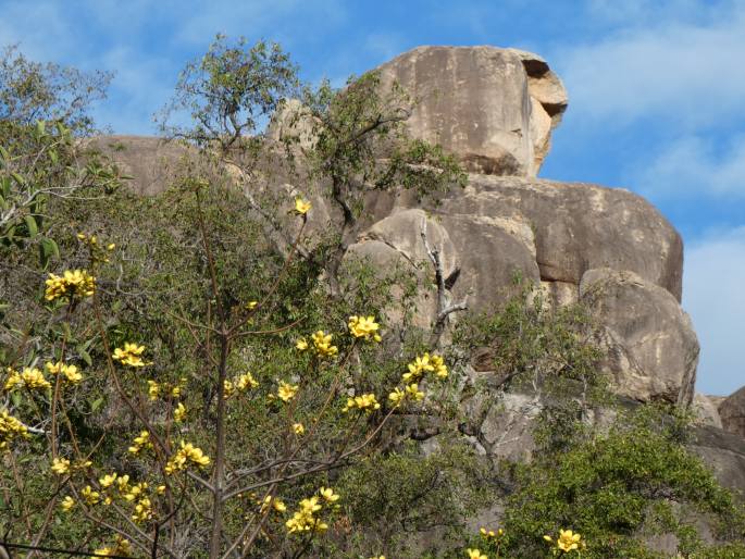 Cochlospermum gillivraei