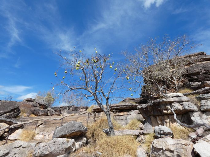 Cochlospermum gillivraei