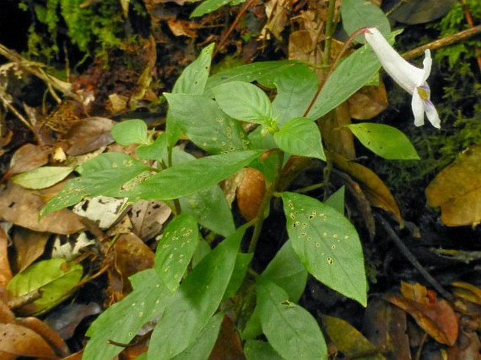 Codonoboea hispida