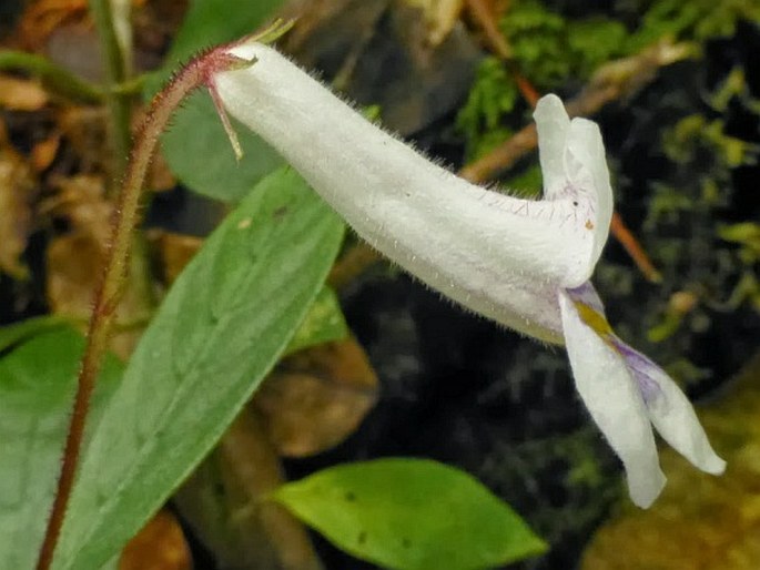 Codonoboea hispida