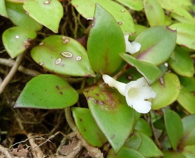 CODONANTHE CRASSIFOLIA (H. Focke) C. V. Morton