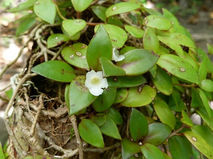 Codonanthe crassifolia