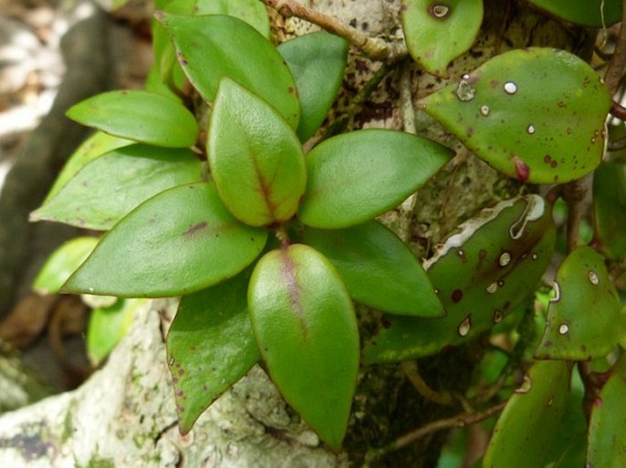 Codonanthe crassifolia