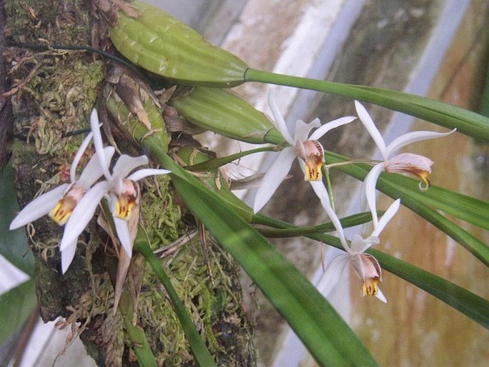 COELOGYNE VISCOSA Rchb. f.