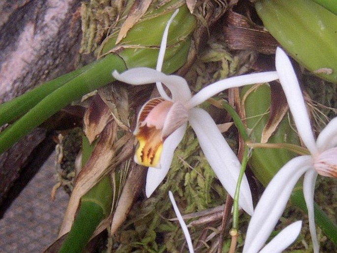 Coelogyne viscosa