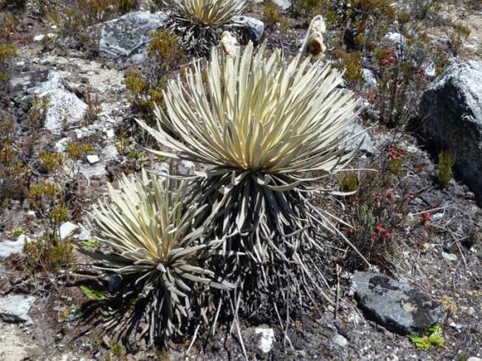 Coespeletia moritziana