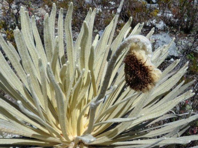 Coespeletia moritziana