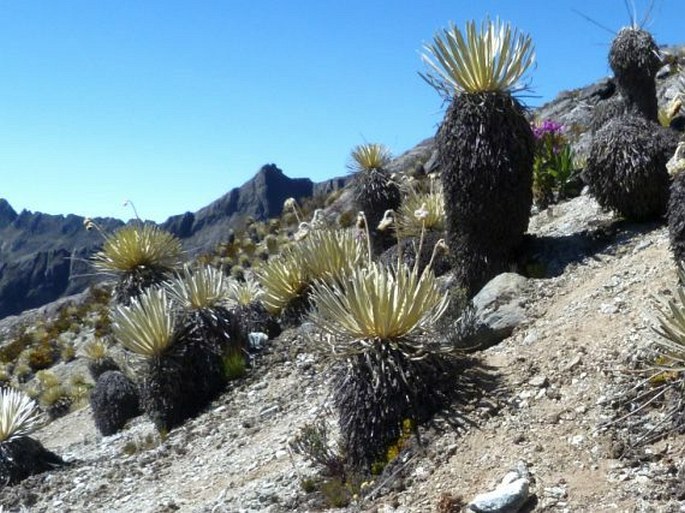 Coespeletia moritziana