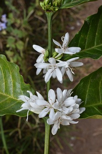 Coffea canephora