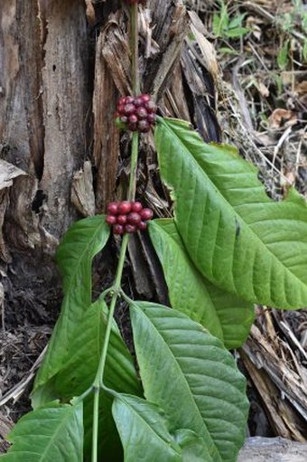 Coffea canephora