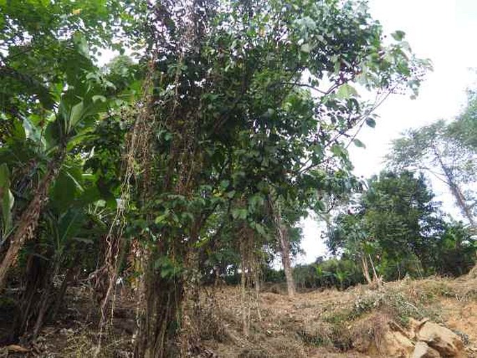 Coffea canephora