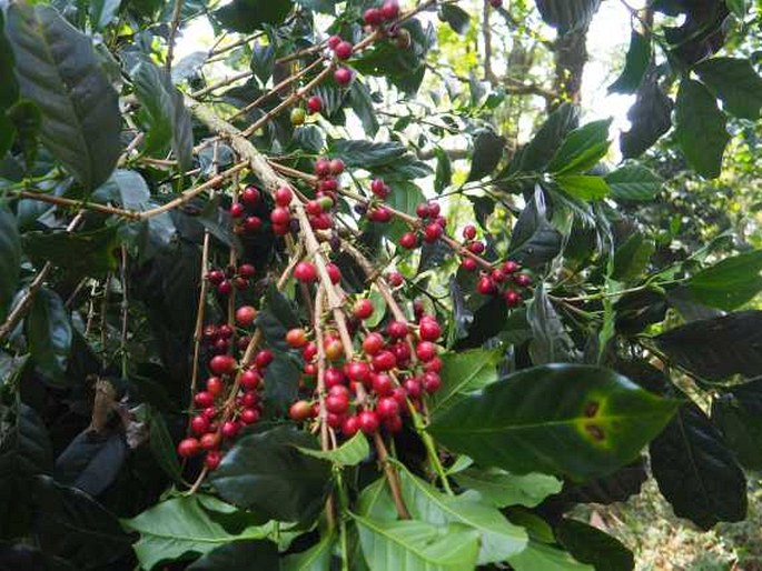 Coffea canephora