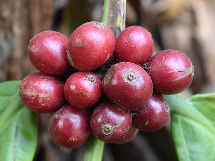 Coffea canephora