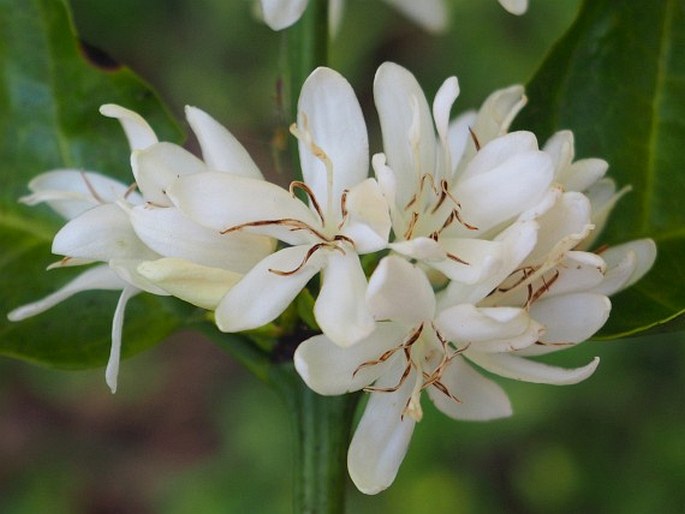 Coffea canephora