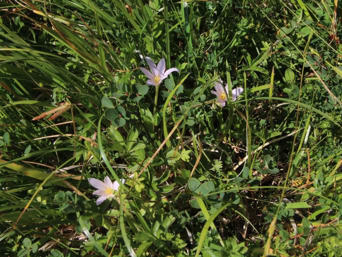 Colchicum alpinum