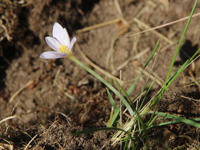 Colchicum alpinum