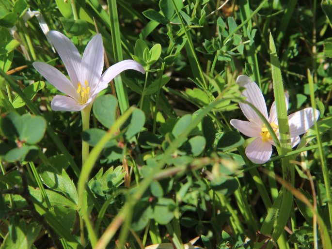 Colchicum alpinum