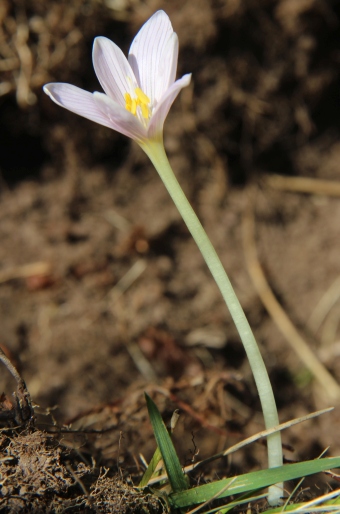 Colchicum alpinum