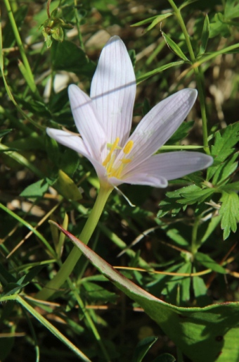 Colchicum alpinum