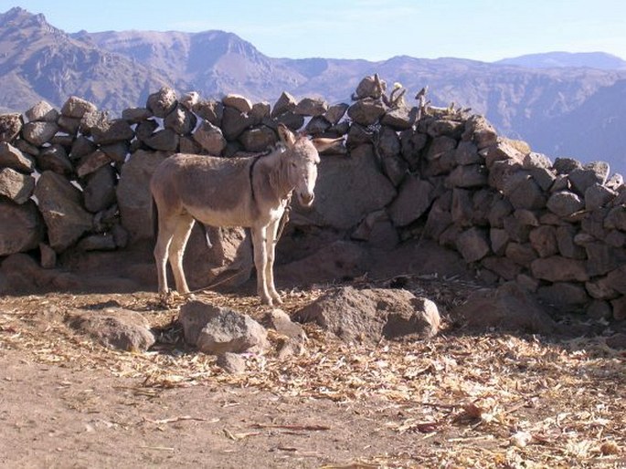 Cañon del Colca