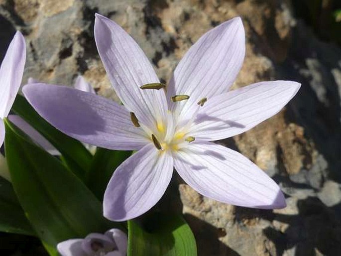 Colchicum cupanii