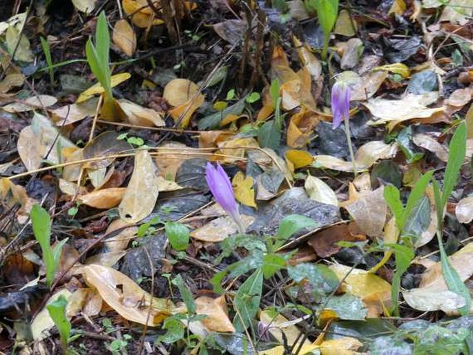 Colchicum boissieri