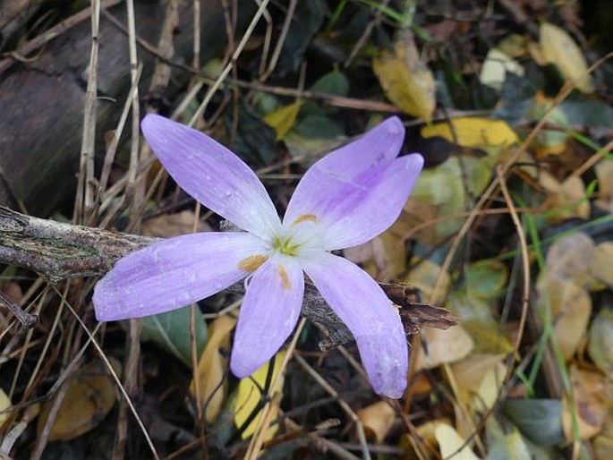 Colchicum boissieri