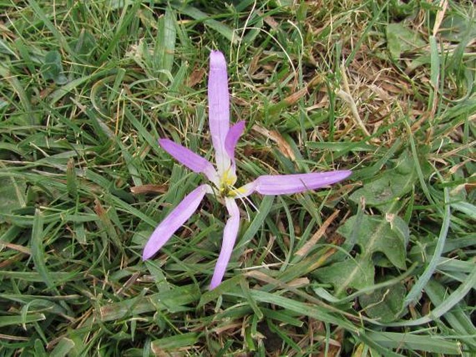 Colchicum montanum