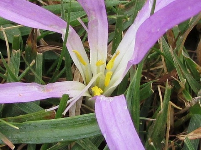 Colchicum montanum