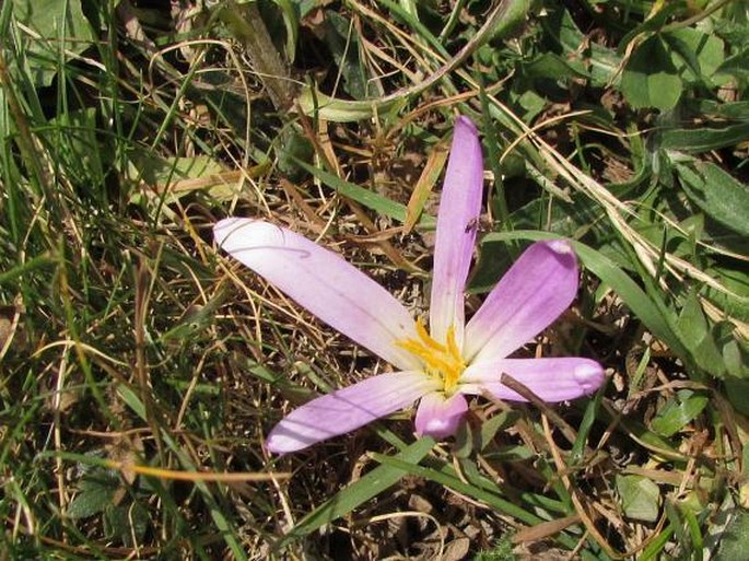 Colchicum montanum