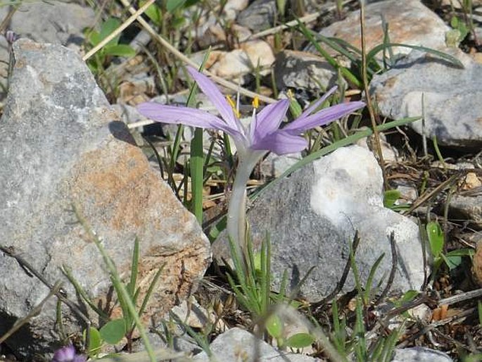 COLCHICUM PARLATORIS Orph. – ocún / jesienka